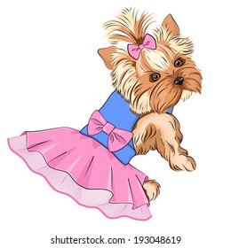 Vector Illustration of cartoon cute fashion dog ( purebred Yorkshire Terrier/ pocket dog) in fluffy dress with lace skirt and big pink bow in her back and little bow in her hair