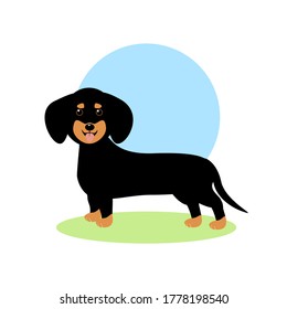 vector illustration cartoon cute funny dachshund dog