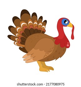 Vector  illustration of cartoon cute turkey isolated on white background. Farm animals collection. Thanksgiving illustration of turkey.