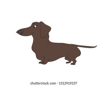 Vector illustration of a cartoon dachshund that stands. drawing color, white background.