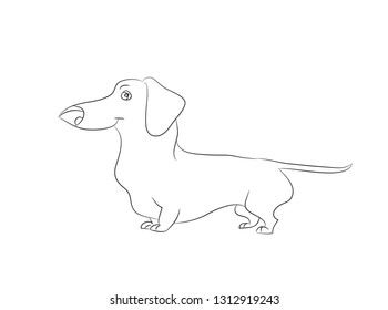 Vector illustration of a cartoon dachshund that stands drawing with lines. white background.