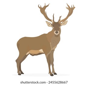 Vector illustration of cartoon Deer,  cute wild forest animal.