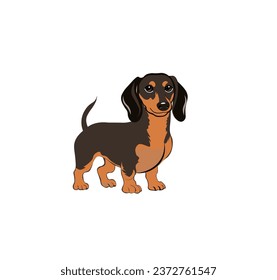 Vector illustration of a cartoon dog of the Dachshund breed on a white background