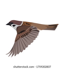 Ilustración vectorial del pájaro volador de dibujos animados, aislado en fondo blanco