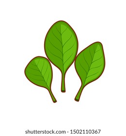 Vector illustration of cartoon green spinach on white background