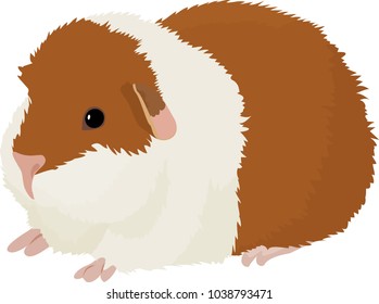 Vector illustration of cartoon guinea pig.