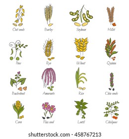 Vector illustration with cartoon hand drawn porridge cereals icons: oats seeds, soybean, rye, wheat, quinoa, rice, chia seeds, lentil, chickpeas. Healthy breakfast vector concept. Food hand drawn icon