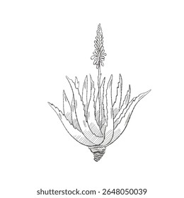 Vector illustration cartoon of a hand-drawn Aloe Vera plant with a flower, isolated, perfect for botanical, herbal and cosmetic designs