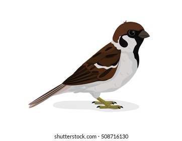 Vector Illustration and Cartoon : House little Bird Tree Sparrow (Passer montanus) isolated on white background.