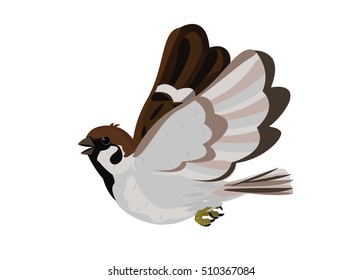 Vector Illustration and Cartoon : House little Bird Tree Sparrow (Passer montanus) flying isolated on white background.