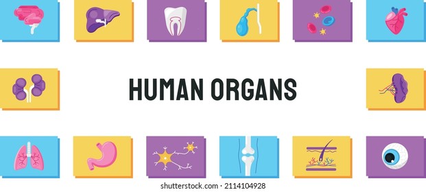 Vector illustration of cartoon human internal organs.