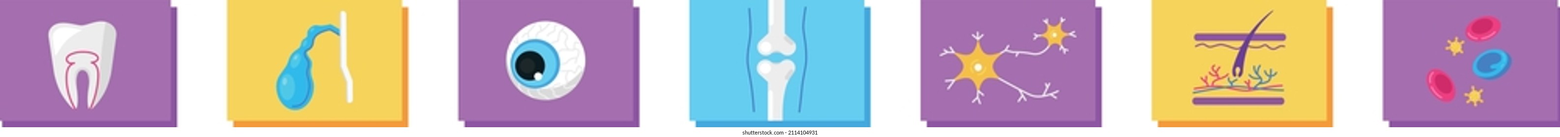 Vector illustration of cartoon human internal organs.