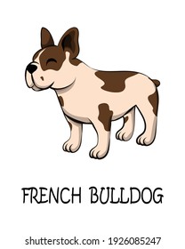 Vektorgrafik auf weißem Hintergrund eines süßen französischen Bulldog. Es hat weiße und braune Streifen.