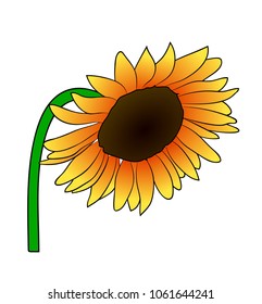 Vector illustration, cartoon orange sunflower on greem stem isolated on white background