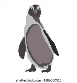 Vector illustration of cartoon penguin in modern flat color design, black, white, and gray. North and south pole winter and snow artic antartica