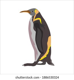 Vector illustration of cartoon penguin in modern flat color design, black, white, and gray. North and south pole winter and snow artic antartica