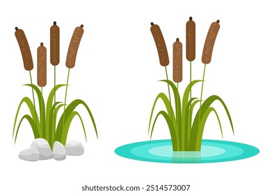 Vector illustration. Cartoon pond plant set collection. Reed, acquatic plants isolated icon on white background.