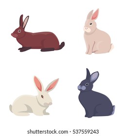 vector illustration of cartoon rabbits different breeds. Fine bunnys for veterinary design