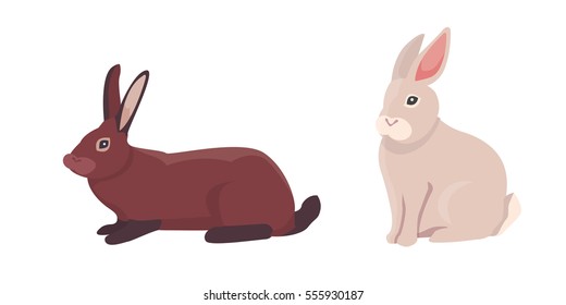 vector illustration of cartoon rabbits different breeds. Fine bunnys for veterinary design
