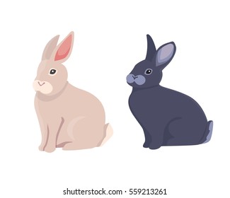 vector illustration of cartoon rabbits different breeds. Fine bunnys for veterinary design