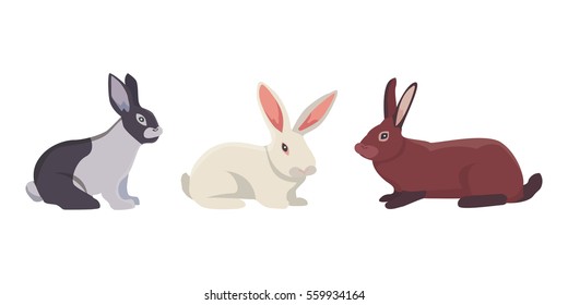 vector illustration of cartoon rabbits different breeds. Fine bunnys for veterinary design