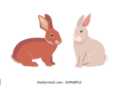 vector illustration of cartoon rabbits different breeds. Fine bunnys for veterinary design
