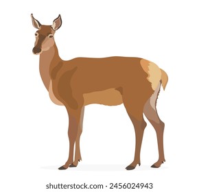 Vector illustration of cartoon red Deer, cute wild forest animal.