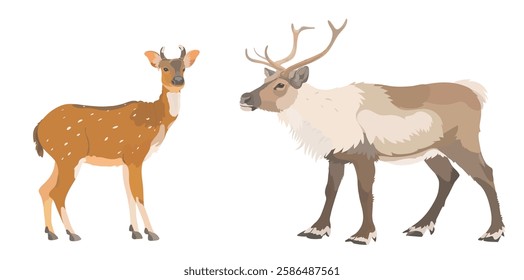 Vector illustration of cartoon red Elk and Reindeer isolated on white. Cute wild animals set. 