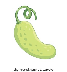 Vektorgrafik von Cartoon-SalatGurken einzeln auf weißem Hintergrund. Kinder süßes Design mit bunten Umrissen.  Gemütliche Lebensmittel.