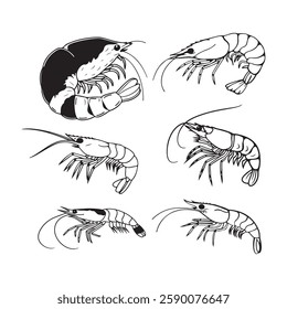 vector illustration of cartoon shrimp