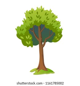 Vector illustration of a cartoon style tree isolated on white background.