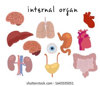 vector illustration, cartoon stylization of internal organs for medicine and children's encyclopedia about human health and device