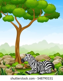 Vector illustration of Cartoon zebra lay down in the jungle