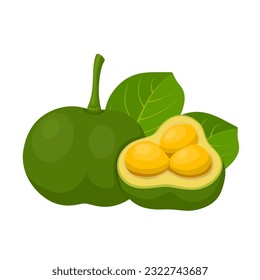 Vector illustration, Caryocar brasiliense, known as pequi or souari nut, isolated on white background.