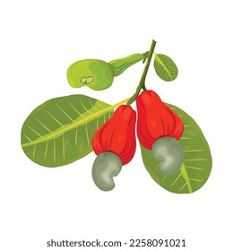 Vektorgrafik von Cashew-Früchten mit Nuss und Blatt. Grüne, rote und gelbe tropische gesunde frische Früchte. bunte tropische Früchte einzeln auf weißem Hintergrund