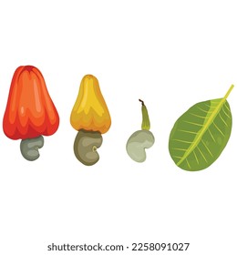 Ilustración vectorial de la fruta de anacardos con nuez y hoja. Frutos verdes, rojos y amarillos tropicales saludables. Frutos tropicales coloridos aislados en fondo blanco