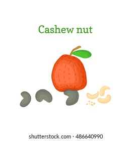 Vector illustration of a cashew nut. Branch cashew nut tree with red fruit, nuts and leaves on a white background. Elements of packaging design brochures on healthy eating