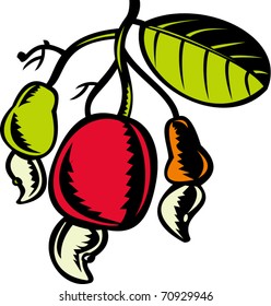vector illustration of a cashew nut and fruit with leaf done in retro woodcut style isolated on white
