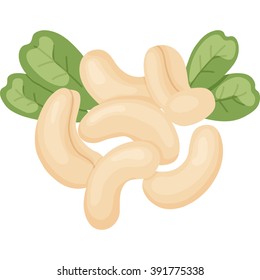 vector illustration of cashew nuts with leaves on isolated background