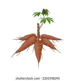 Vector illustration, cassava plant or Manihot esculenta, also known as manioc, isolated on a white background, as a banner, poster or national tapioca day template.