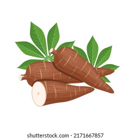 Vector illustration, cassava root (Manihot esculenta, also known as manioc) and leaves, isolated on white background, as a banner, poster or national tapioca day template.