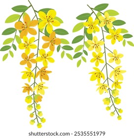 Vector illustration of cassia fistula