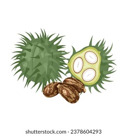 Vector illustration, castor bean or Ricinus communis, isolated
white background.