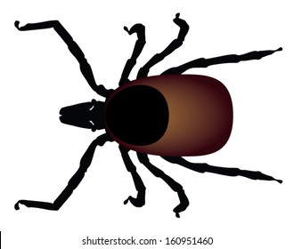 Vector illustration of the castor bean tick.