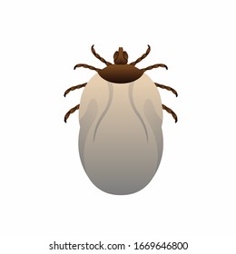 Vector Illustration Castor Bean Tick
