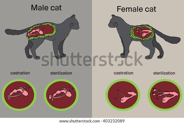 Как происходит кастрация кота схема