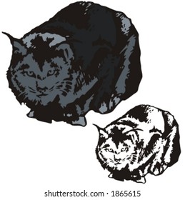 Vector illustration of a cat.