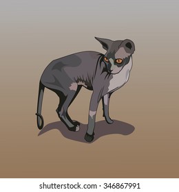 vector illustration cat breed Sphinx