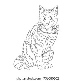 Vector illustration of a cat drawn with black strokes on a white background