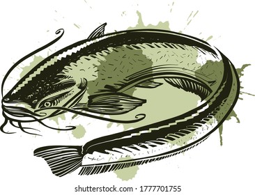 the vector illustration of the cat fish